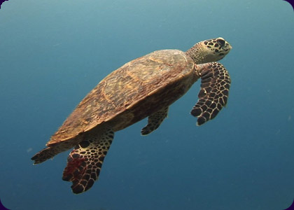 Home for Hawksbill