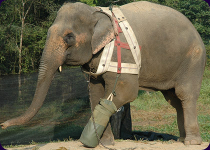 The Last Elephants in Thailand